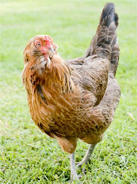 A fully grown Ameraucana rooster can grow to be as tall as 20 inches tall, weighing up to six to seven pounds at the most. A fully grown Ameraucana hen will rarely grow over 18 inches tall and often weigh from five-to-six pounds. However, this size difference isn’t too noticeable until they’re fully matured, and after about 12 months of the ...